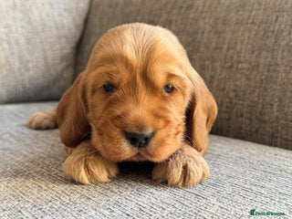 Cocker Spaniel dogs - Advert 5