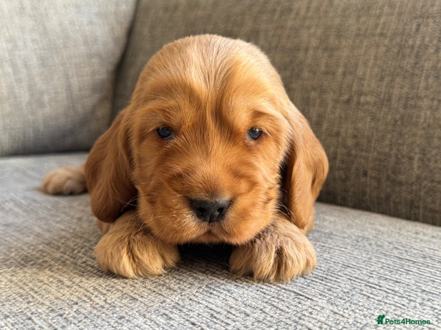 Cocker Spaniel dogs - Advert 7