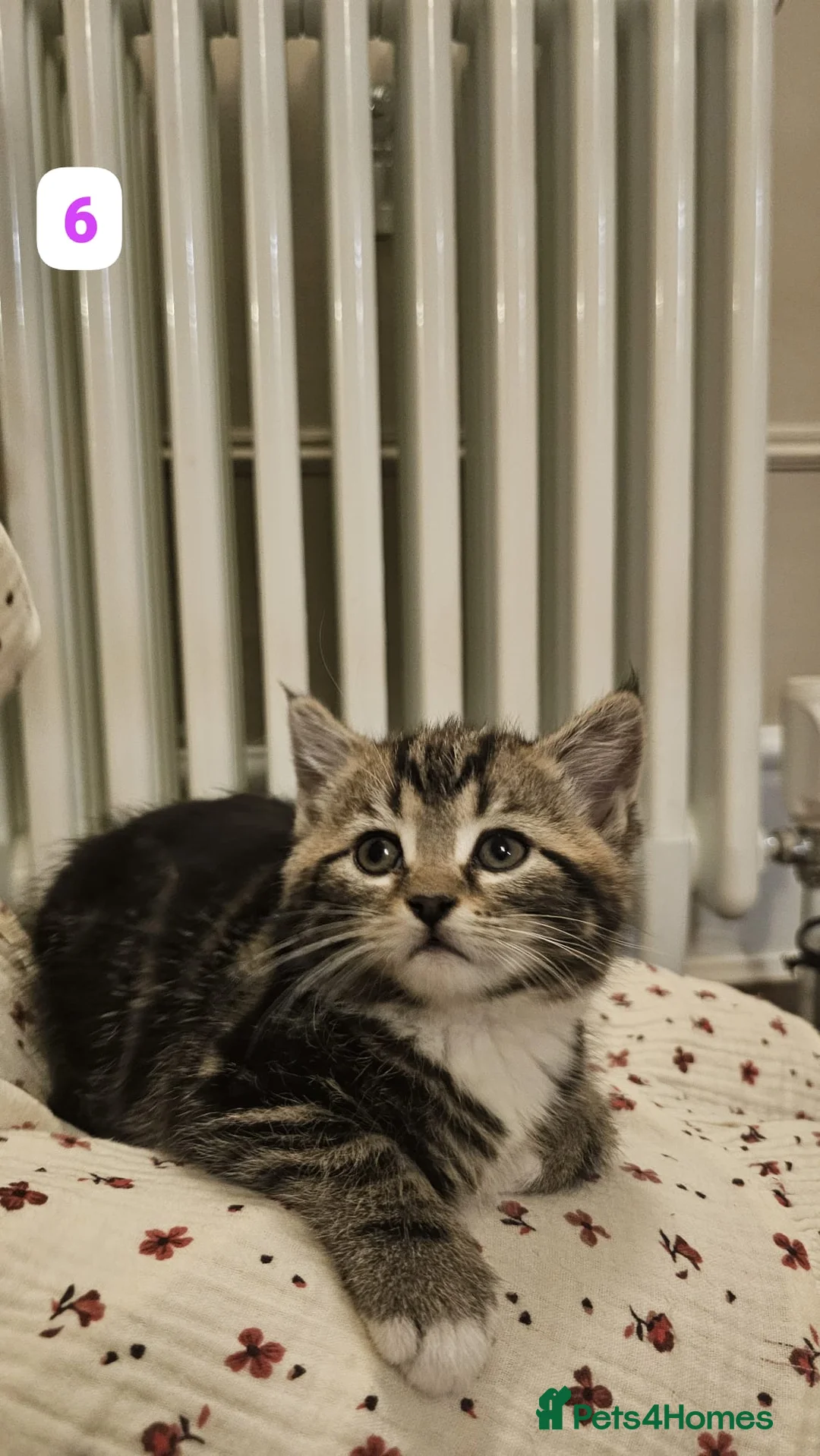 Maine Coon cats for sale: 7 Beautiful Maine Coon x Kittens - Advert 12