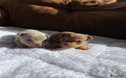Jack Russell dogs for sale: Gorgeous Miniature Jack Russell Puppies For Sale - Image 9