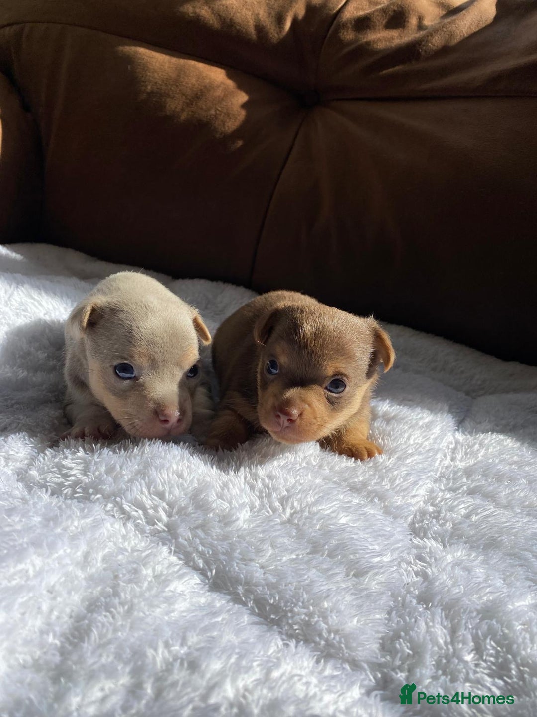 Jack Russell dogs for sale: Gorgeous Miniature Jack Russell Puppies For Sale - Image 9