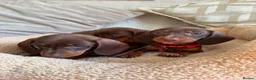 Dachshund dogs for sale: Dachshund  - Advert 8