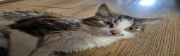 Mixed Breed cats for sale: 3 Kittens Ready to leave in Smethwick - Advert 7