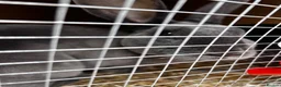 Rex rabbits for sale: Rex bunny’s  in Rochester - Advert 2