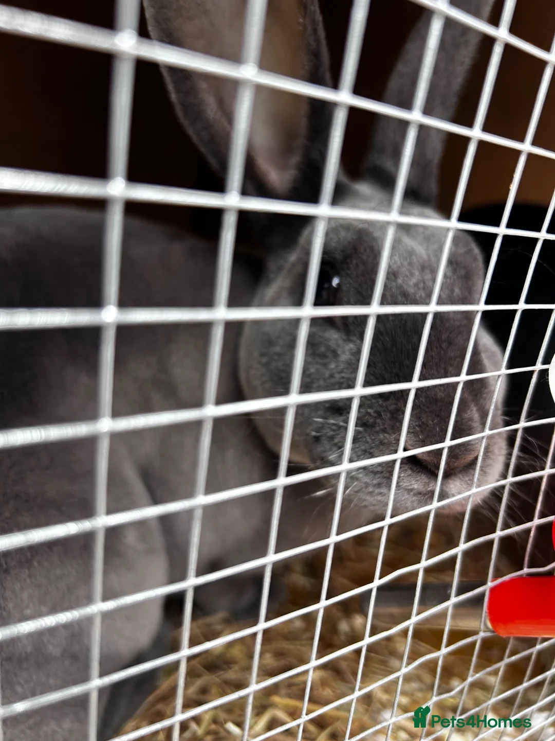 Rex rabbits for sale: Rex bunny’s  in Rochester - Advert 2