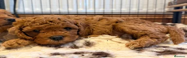 Cavapoo 1 