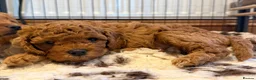 Cavapoo dogs for sale: Beautiful F1B Cavapoo Puppies DNA tested. - Advert 4