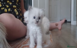 Ragdoll cats for sale: Blue mitted ragdoll kittens - Image 9