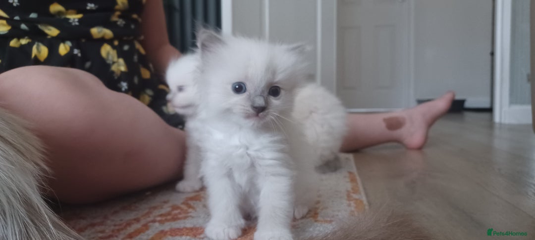 Ragdoll cats for sale: Blue mitted ragdoll kittens - Image 9