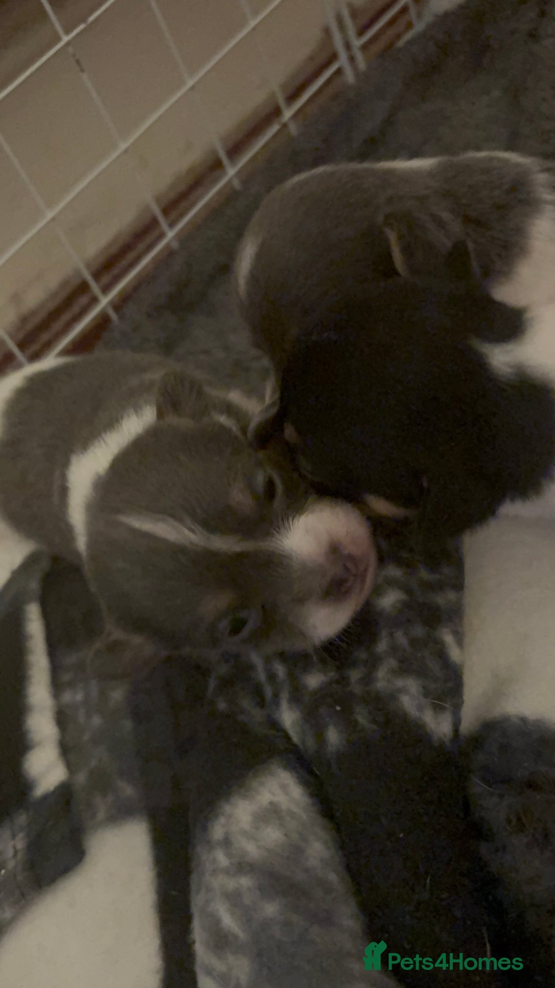 Pomchi dogs for sale: Pomchi x Jackchi puppies  - Image 2