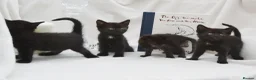 Mixed Breed cats for sale: Beautiful Maine Coon/Bombay Mix Kittens! in Edinburgh - Advert 8