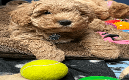 Cavapoochon dogs for sale: Cavapoochon puppies ready for new forever home💕 - Advert 13