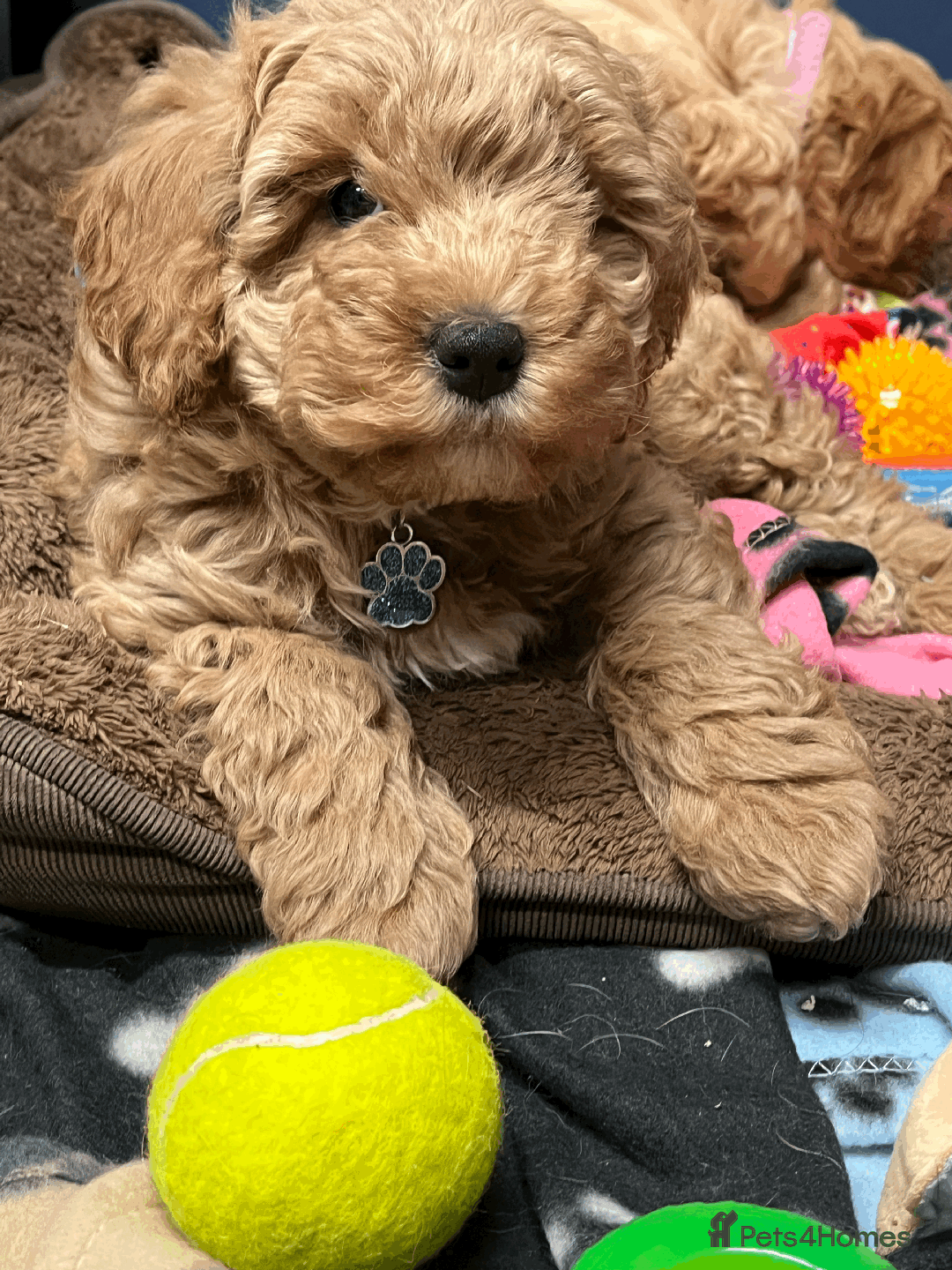 Cavapoochon dogs for sale: Cavapoochon puppies ready for new forever home💕 - Advert 13