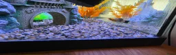 Mollies fish for sale: Goldfish, Mollies, Tetras - Free to collect  in Treharris - Advert 2