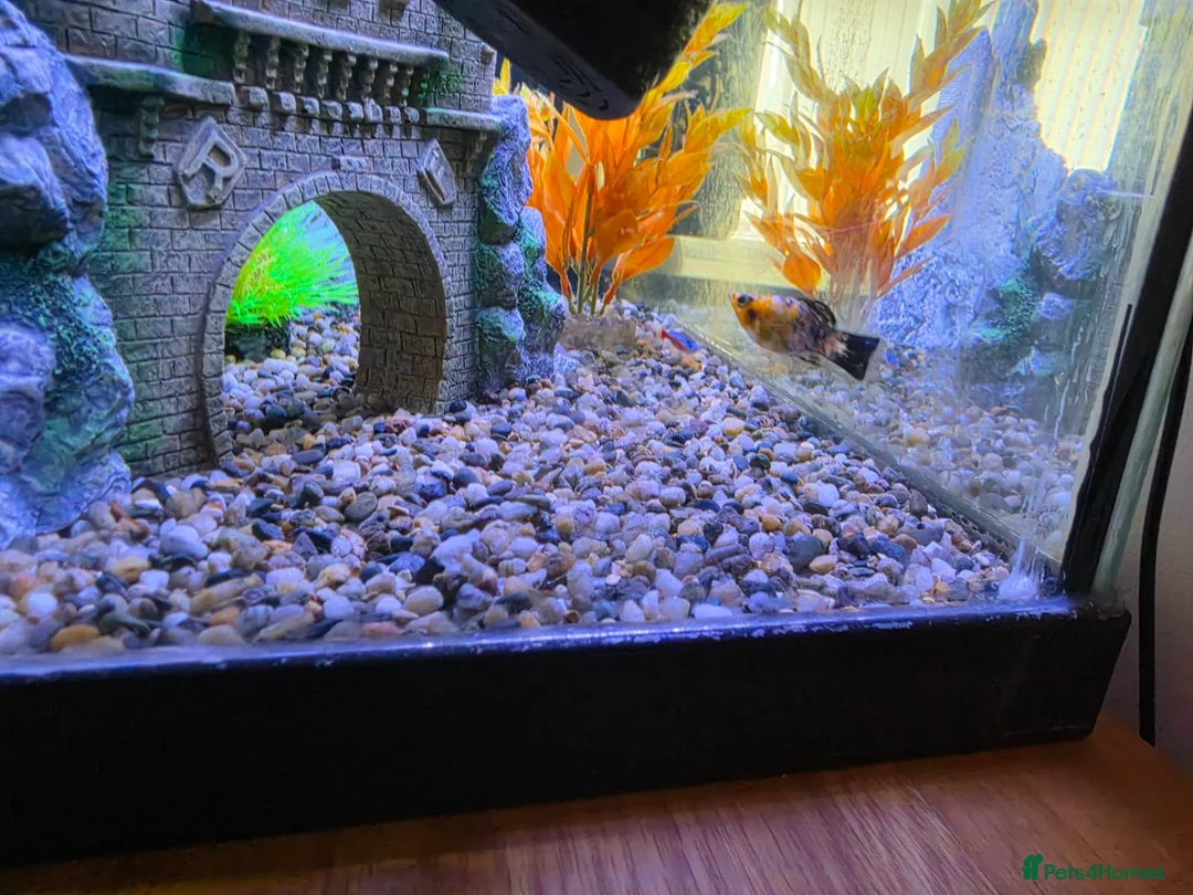 Mollies fish for sale: Goldfish, Mollies, Tetras - Free to collect  in Treharris - Advert 2