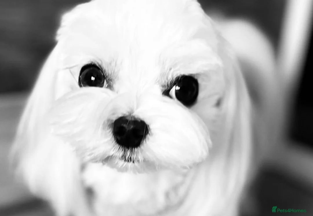 Maltese dogs for sale: Exceptional quality KC reg tiny Maltese  - Advert 5