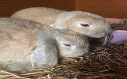 Mini Lop rabbits for sale: Male mini lop  - Image 4