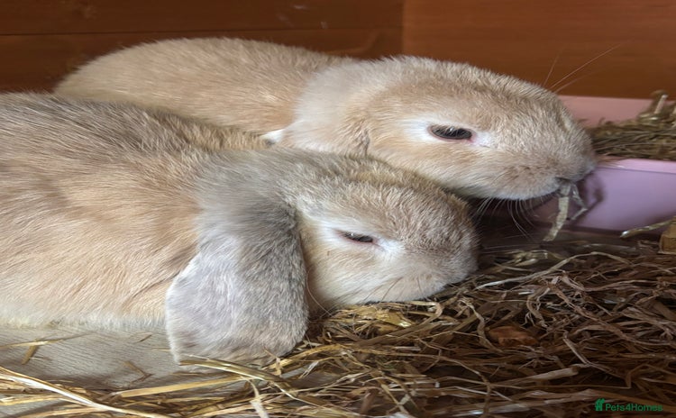 Mini Lop rabbits - Advert 11