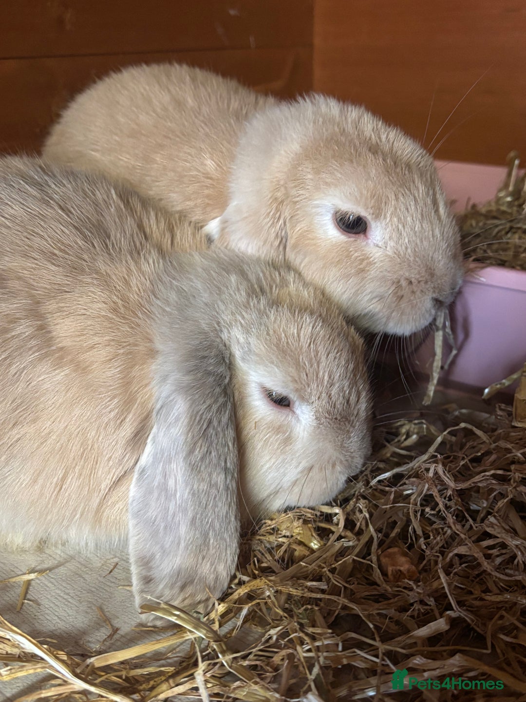 Mini Lop rabbits for sale: Male mini lop  - Image 4