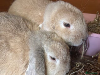 Mini Lop rabbits - Advert 35