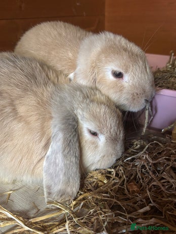 Mini Lop rabbits - Advert 5