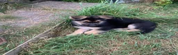 German Shepherd dogs for sale: Quality Straight Backed German Shepherd Puppies - Advert 12