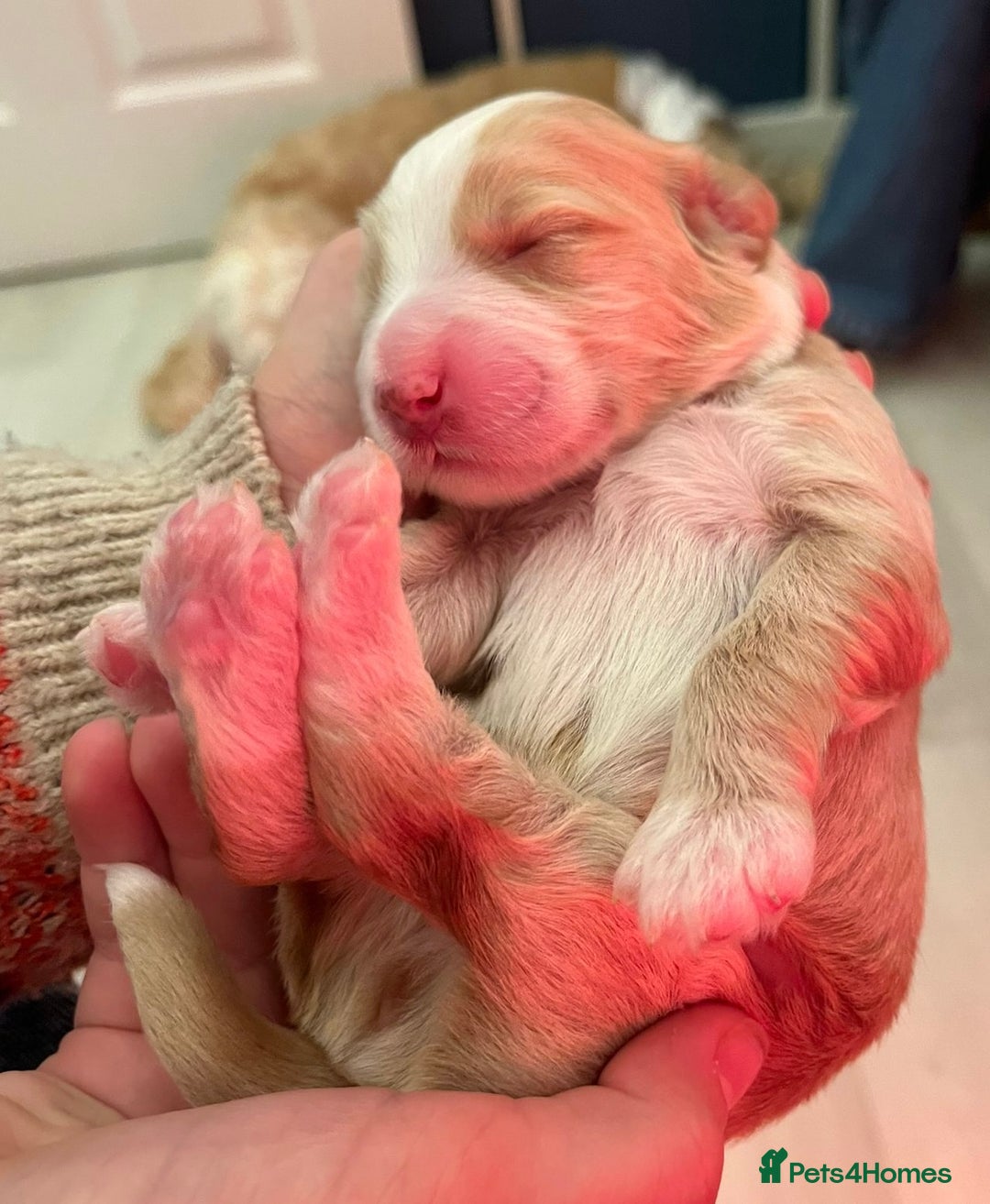 Australian Labradoodle dogs for sale: Australian Labradoodle, exceptional homes only - Advert 17