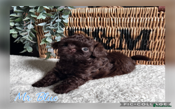 Shih Tzu dogs for sale: Stunning KC chocolate imperial Shihtzu puppies - Image 33