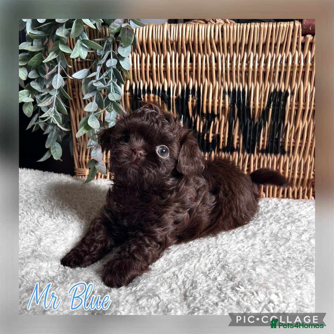 Shih Tzu dogs for sale: Stunning KC chocolate imperial Shihtzu puppies - Image 33