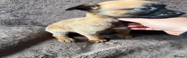 Belgian Shepherd Dog 1