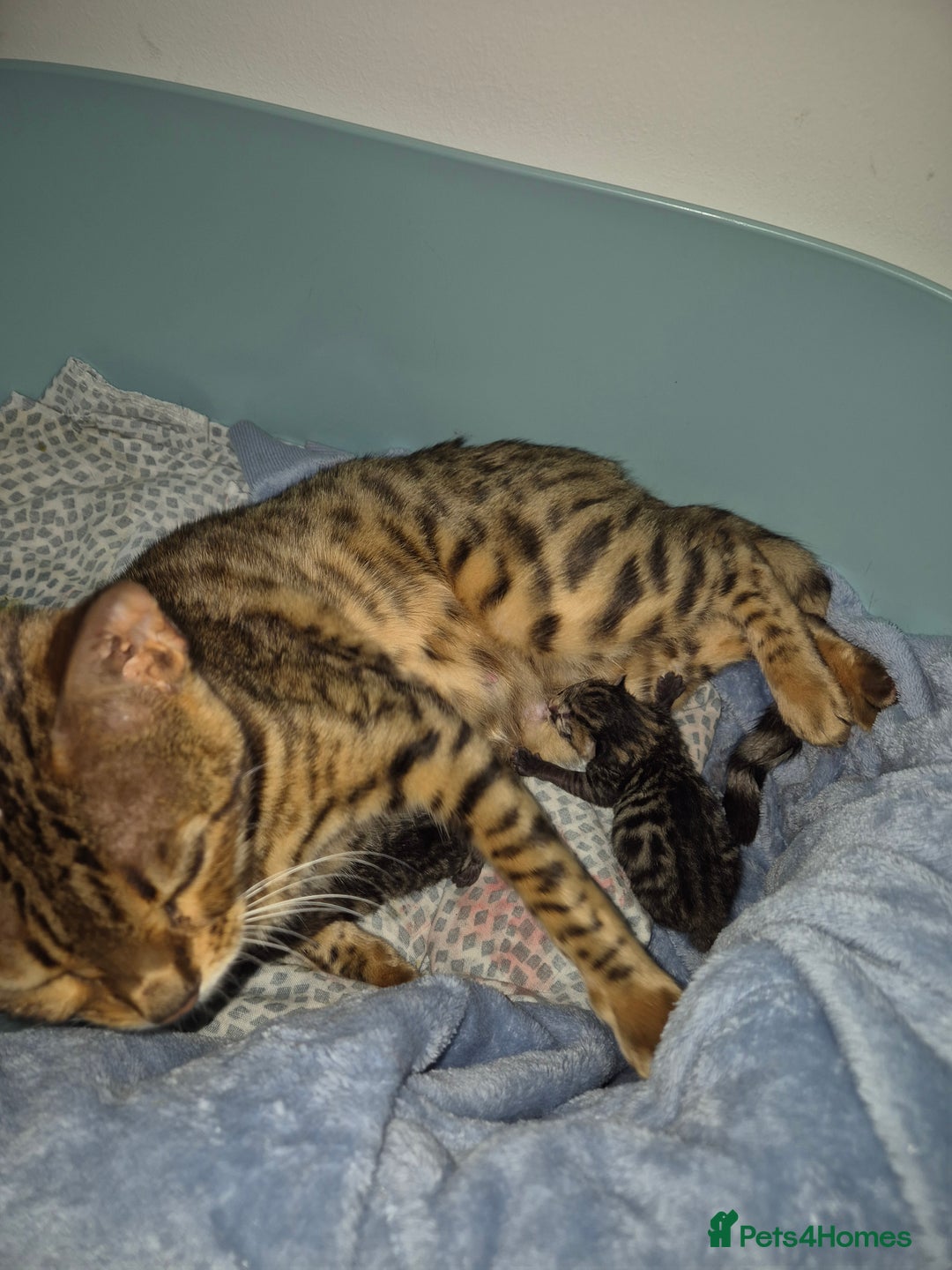 Bengal cats for sale: 2 Stunning Half Bengal Kittens - Image 7