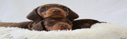 Miniature Dachshund dogs for sale: KC Health Tested Miniature Dachshunds - Licensed - Advert 4