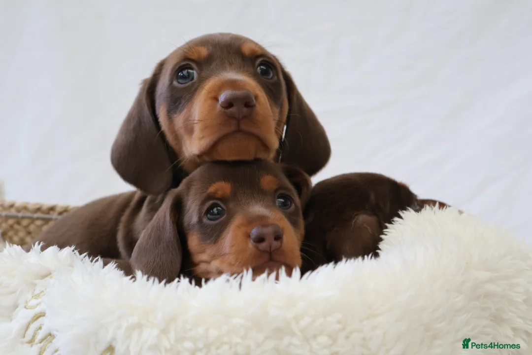 Miniature Dachshund dogs for sale: KC Health Tested Miniature Dachshunds - Licensed - Advert 1