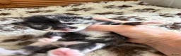 Mixed Breed cats for sale: Amazing kittens Gingers and lovely colours  - Advert 3