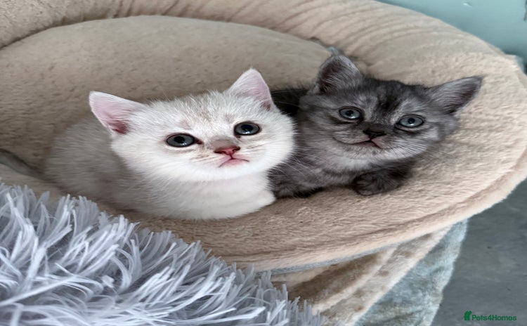 British Shorthair cats - Advert 2