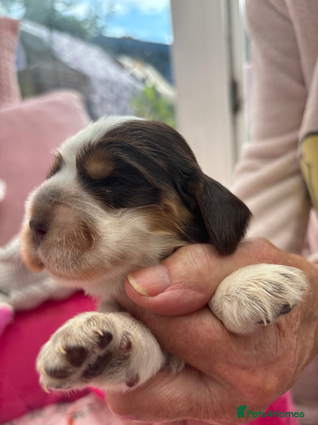 Cocker Spaniel dogs for sale: Outstanding show cocker pups - Image 22