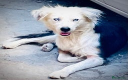 Mixed Breed dogs for adoption: BLUE3 - a lovely boy for a Loving Home - Image 2