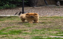 Chow Chow dogs for sale: QUALITY KC CHOWCHOW PUPPIES  in Wolverhampton - Image 5