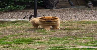 Chow Chow dogs in Wolverhampton - Advert 14