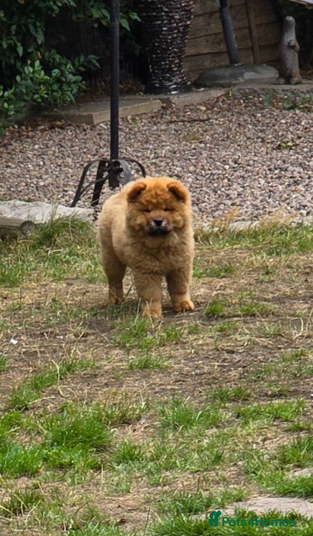 Chow Chow dogs for sale: QUALITY KC CHOWCHOW PUPPIES  in Wolverhampton - Image 5