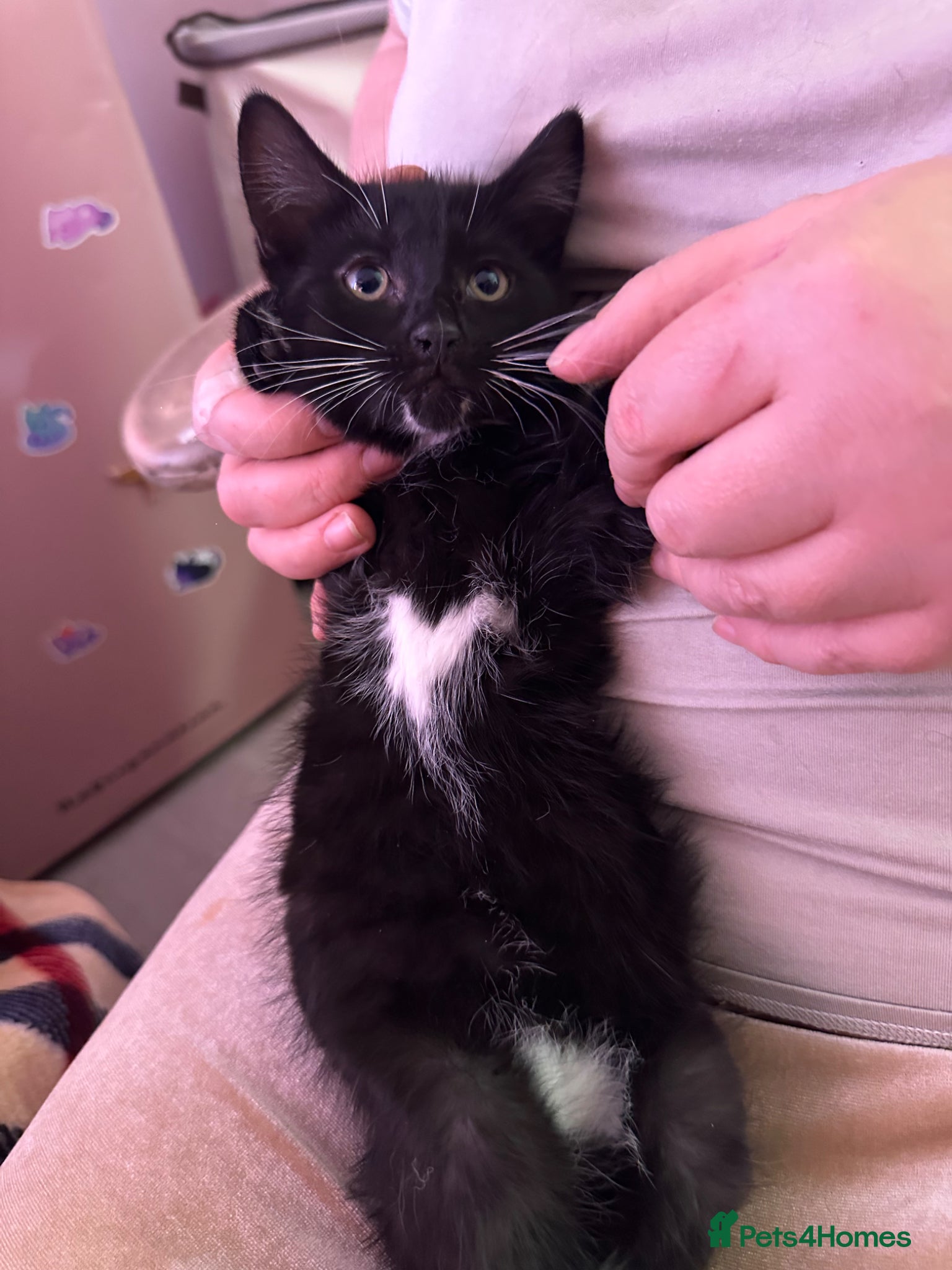 Domestic Shorthair cats for sale: Black & white kittens For Sale in London - Advert 3