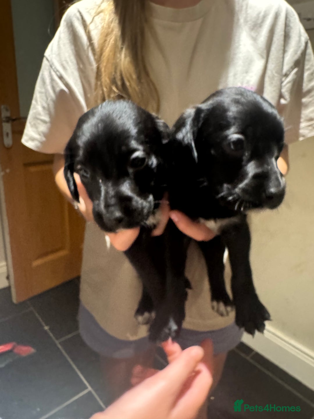 Mixed Breed dogs for sale: Sprollies - Image 3