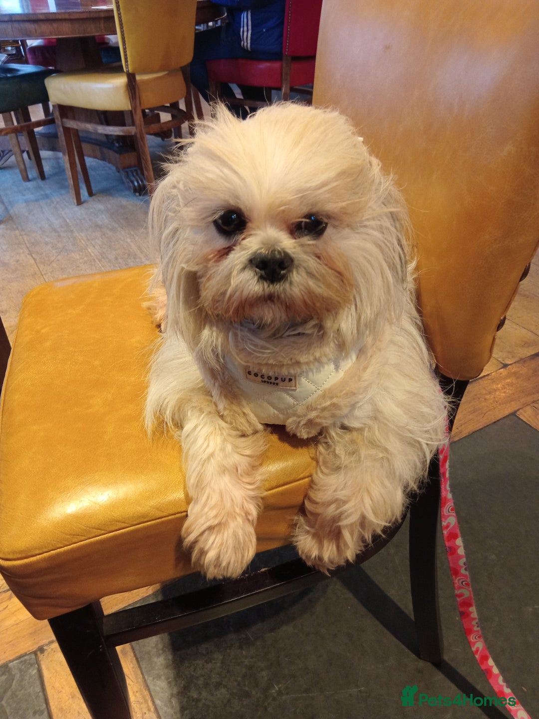 Lhasa Apso dogs for sale: Beautiful lasagne Apso girl - Advert 3