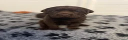 Labrador Retriever dogs for sale: Beautiful chocolate Kc Reg Labrador Puppies - Advert 4