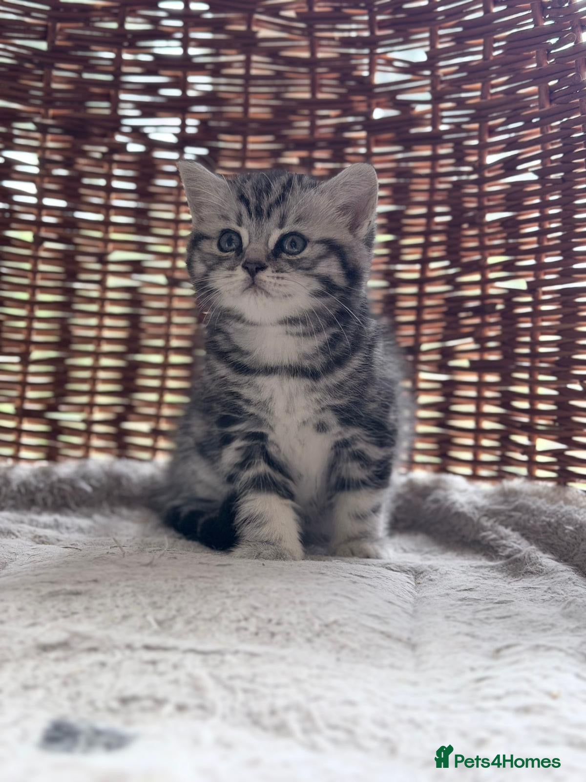 British Shorthair cats GCCF reg BSH BLACK SILVER TABBY KITTENS - Advert 1