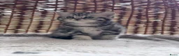 British Shorthair cats for sale: GCCF reg BSH BLACK SILVER TABBY KITTENS - Advert 1