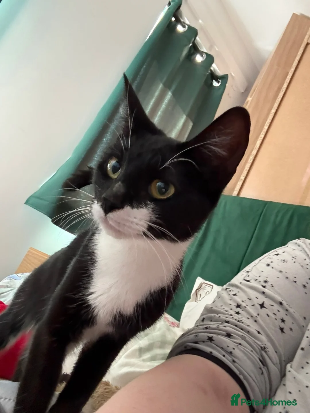 Mixed Breed cats for sale: Kittens available from 10/11/26 in Hinckley - Advert 1