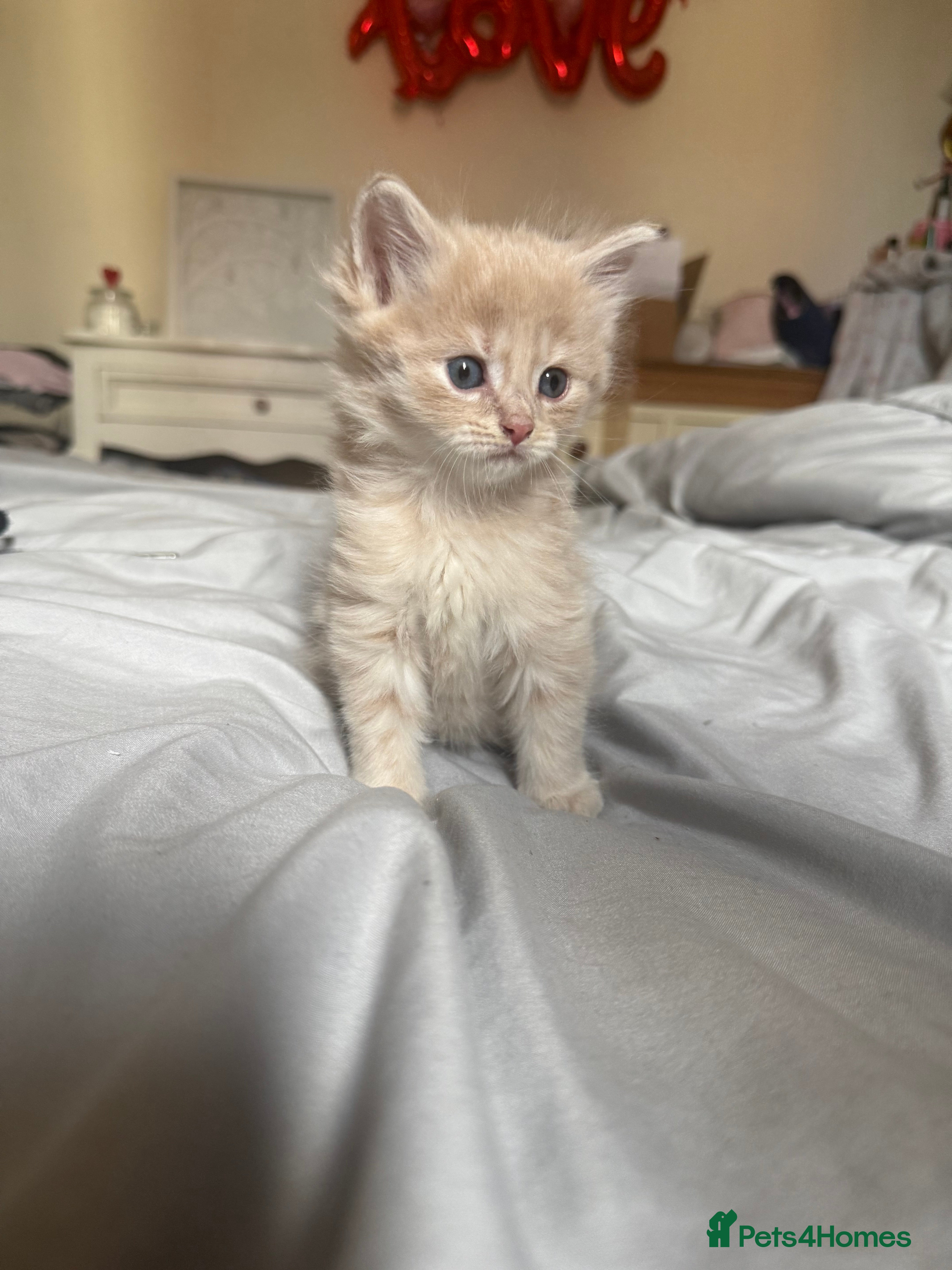 Male - Beige 