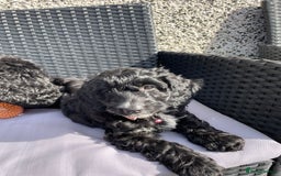 Cockapoo dogs for sale: Boni’s F1b pups, 2 little ones available 🖤🖤 - Image 3