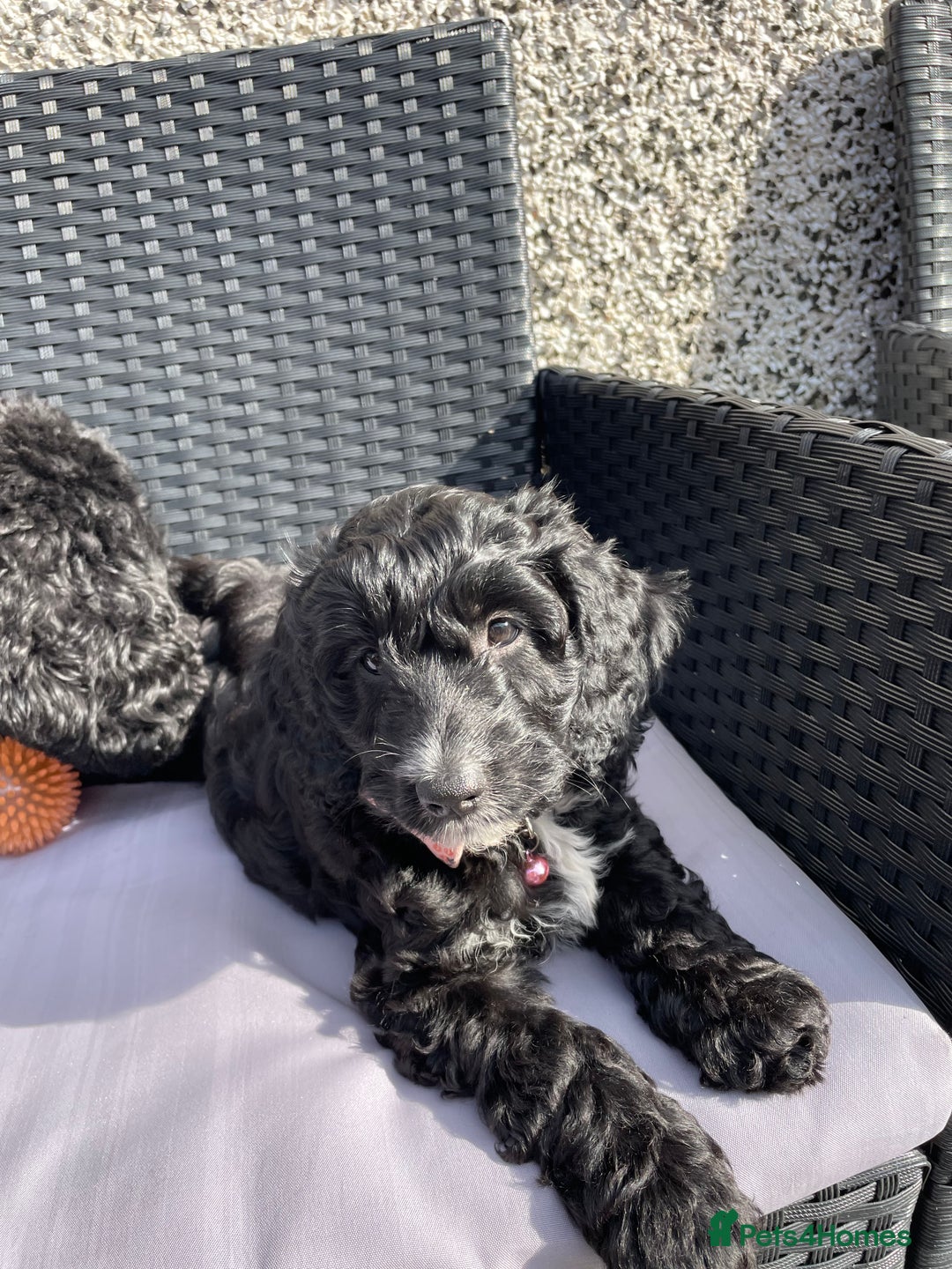 Cockapoo dogs for sale: Boni’s F1b pups, 2 little ones available 🖤🖤 - Image 3
